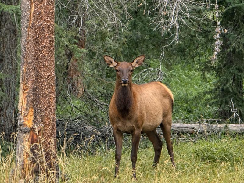 Banff Small-Group Tour – Highlights & Wildlife Adventure